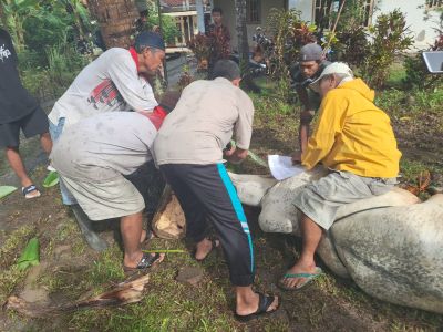 Hujan Gerimis Warga Purwodeso Tetap Laksanakan Penyembelihan Hewan Kurban 2023 